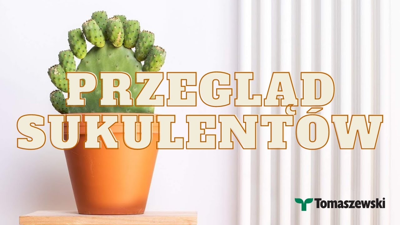 Czy KAKTUSY są niezniszczalne? Przegląd ciekawych SUKULENTÓW.