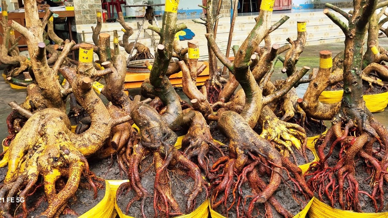 Nhung 0966023980_0377865771 ngày 8/3 gl lô phôi mai vàng giảo dáng lắc lượng bông chùm cánh to 
