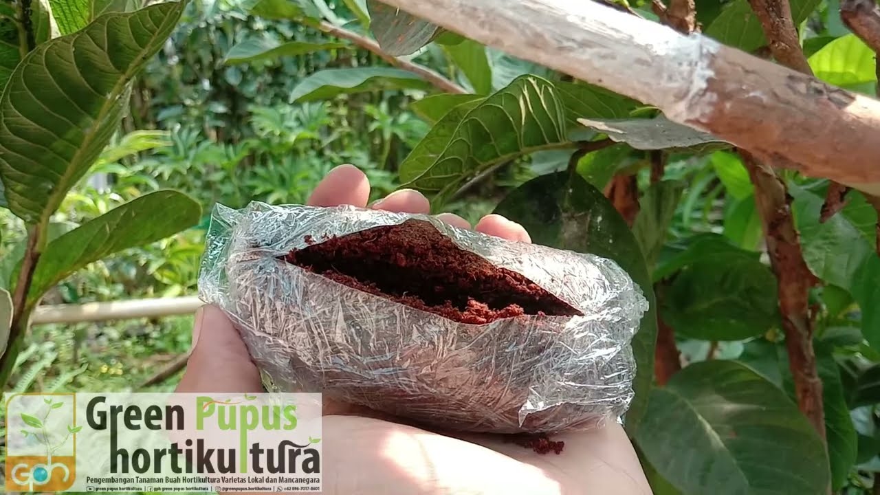 CARA CANGKOK JAMBU HONG PAUSE TAIWAN 100% BERHASIL,JAMBU MERAH TANPA BIJI