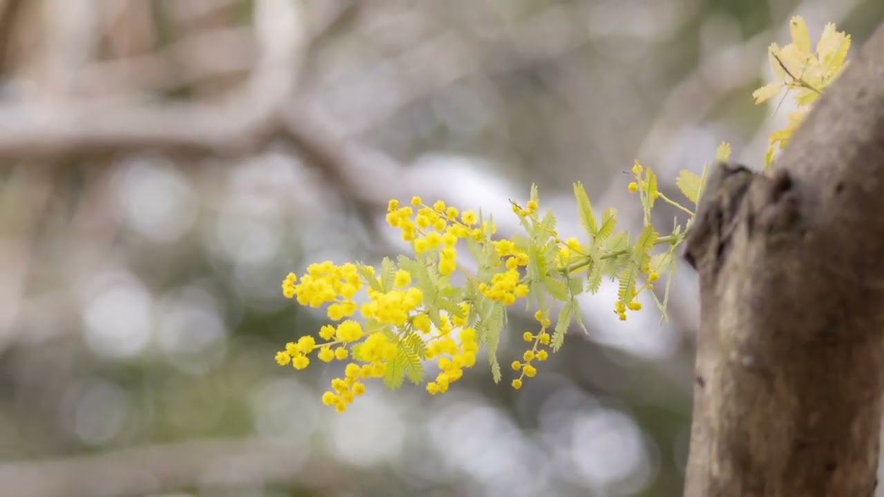あっという間に春🌸日常の中の春の景色🫧春のお花と野鳥𓅫⸒⸒