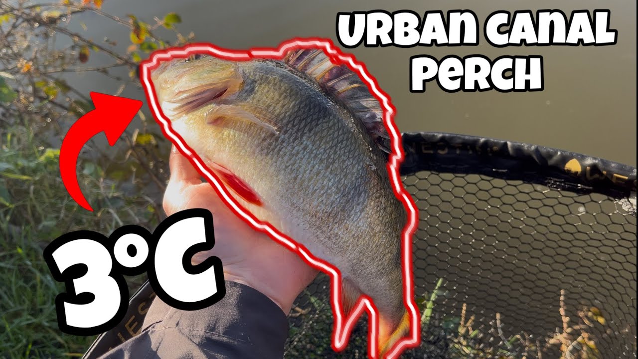 Winter Lure Fishing for Big Urban Canal Perch!
