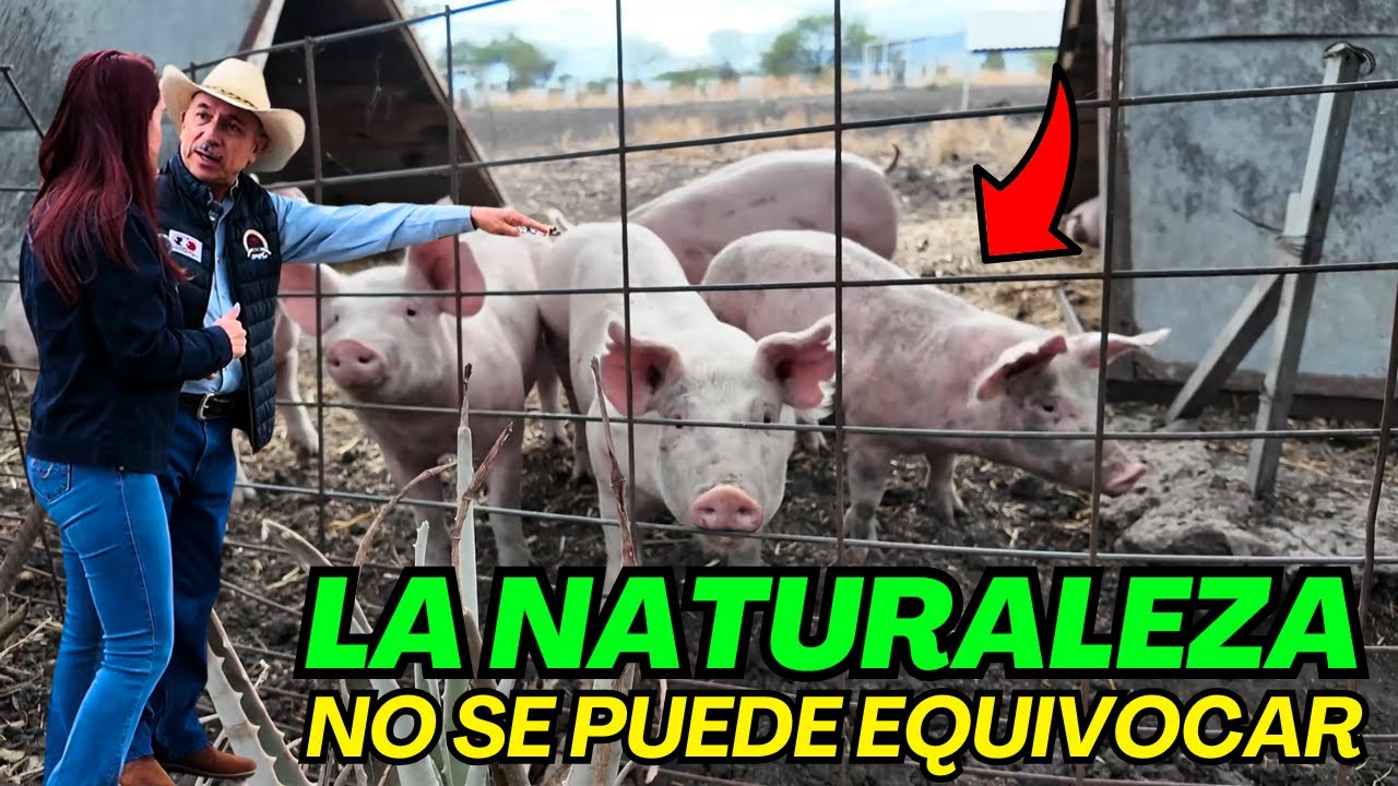 Lechones LIBRES, SIN ESTRÉS y SIN ANTIBIOTICOS - Alma Coronel