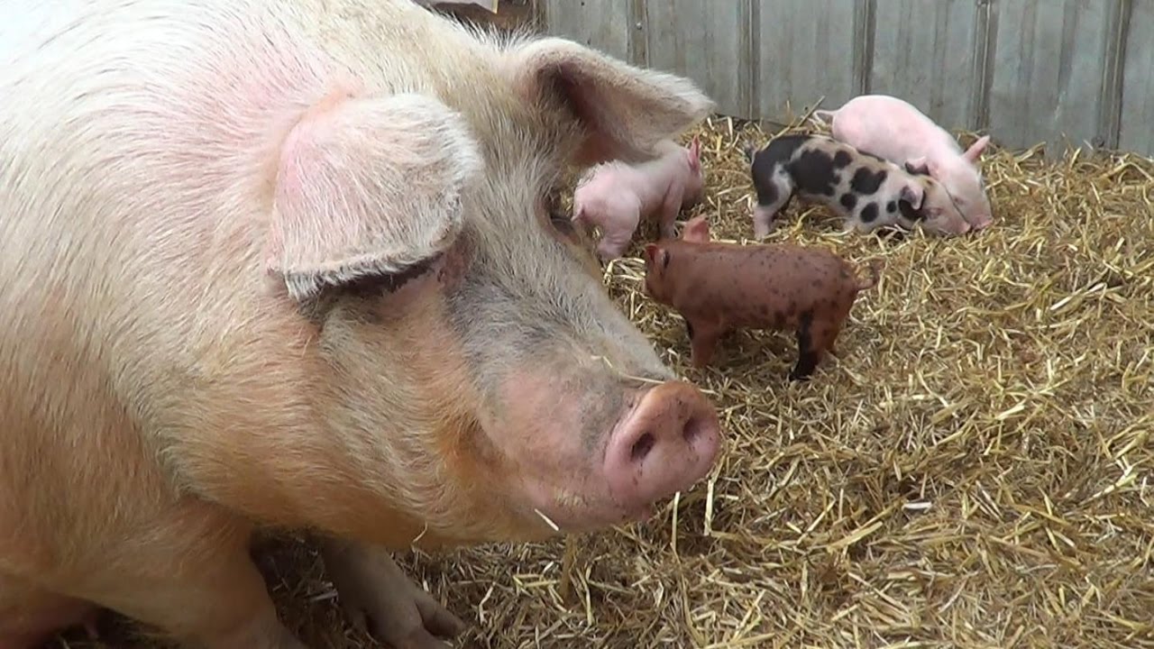 Le paysan du Mistouk 28 Petits cochons à 4 jours