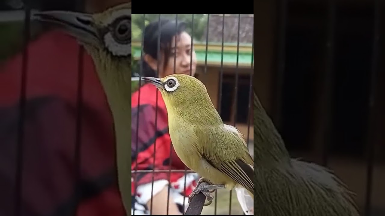 Pleci Dakbal GACOR