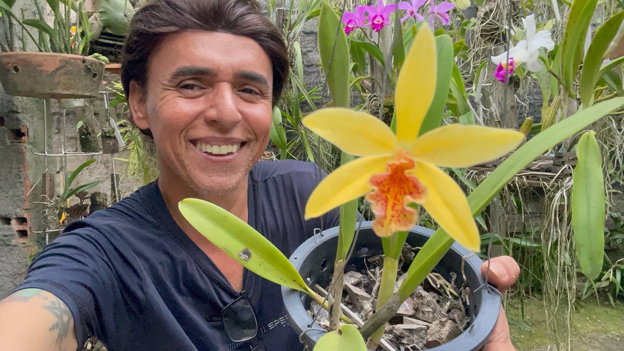 ORQUÍDEA DENDROBIUM ACEITA TODO TIPO DE CULTIVO 