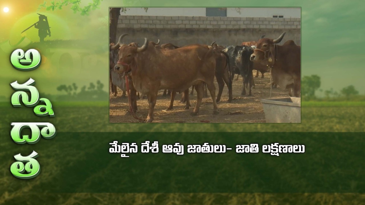 Best cow breeds and characters #sahiwal #Redsindhi #Gir #native cows #Indiancowbreeds #Desicows