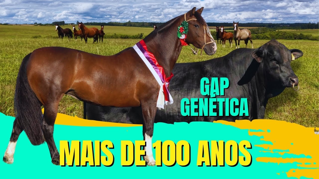 Especial GAP GENÉTICA no CAVALO CRIOULO