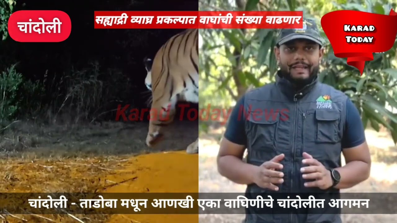 चांदोली - ताडोबातून आणखी एका वाघिणीचे सह्याद्रीत आगमन #chandoli #tigress #sahyadritigerreserve #news