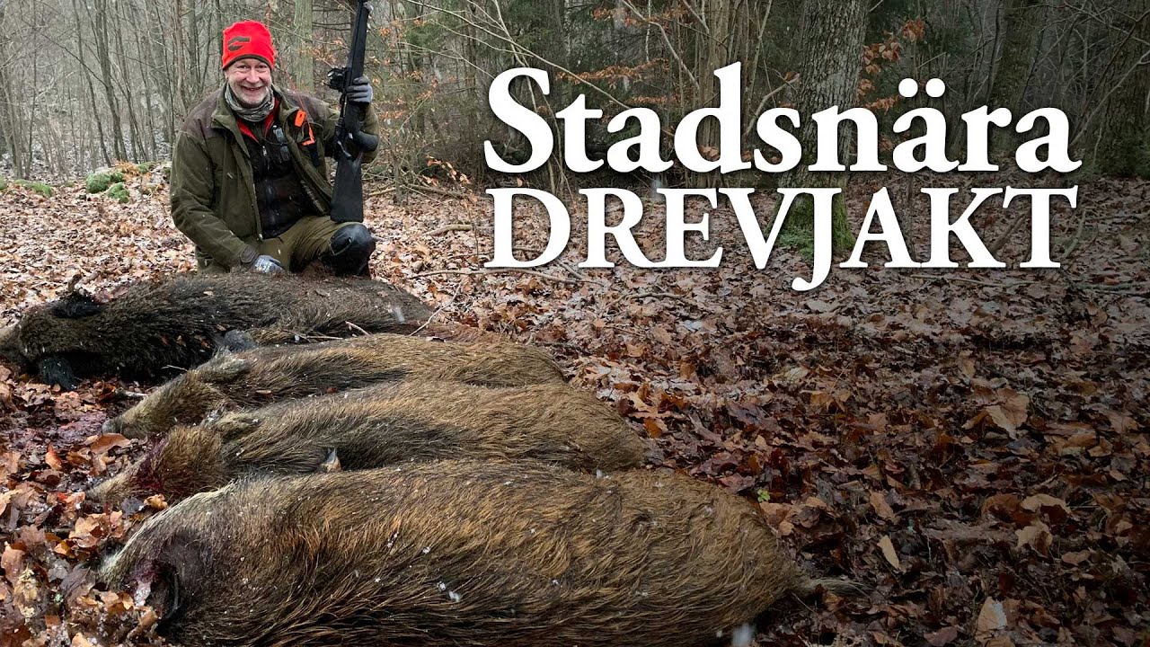 Jaktresan: Stadsnära drevjakt – Jonas fäller fem vildsvin i första såten