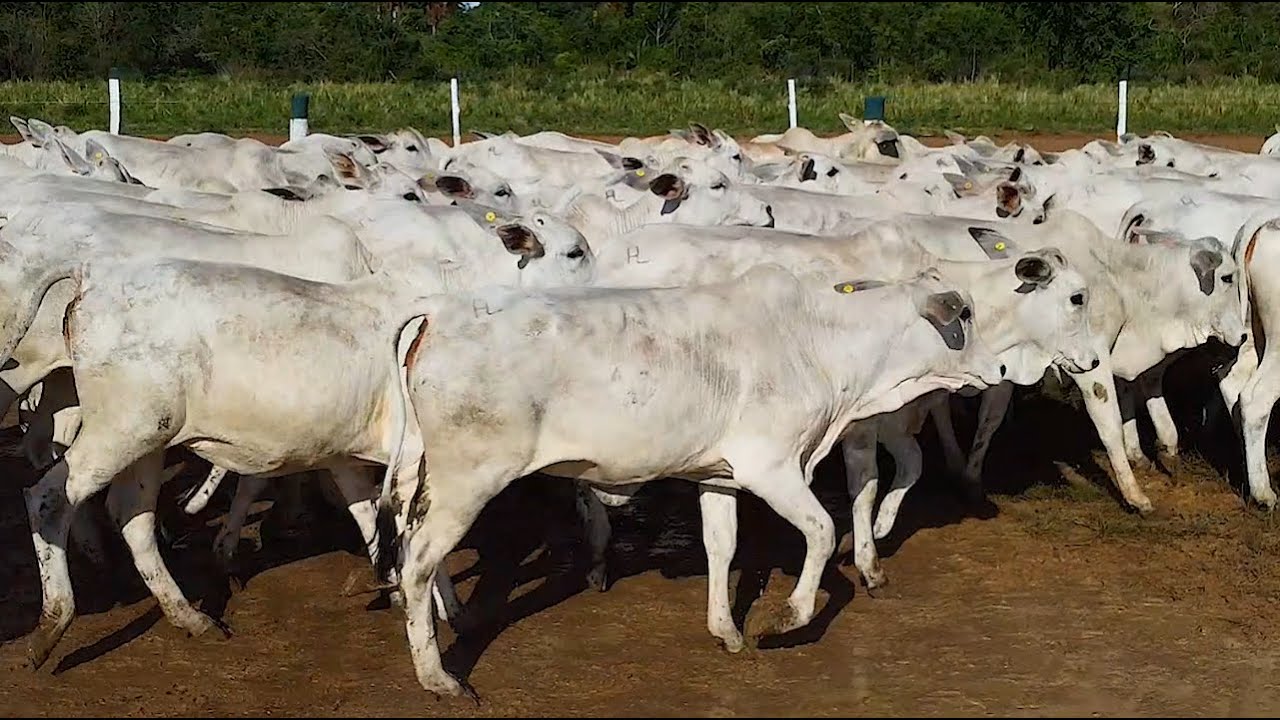 LOTE A01 _ 100  BEZERRAS NELORE - 234 Kg