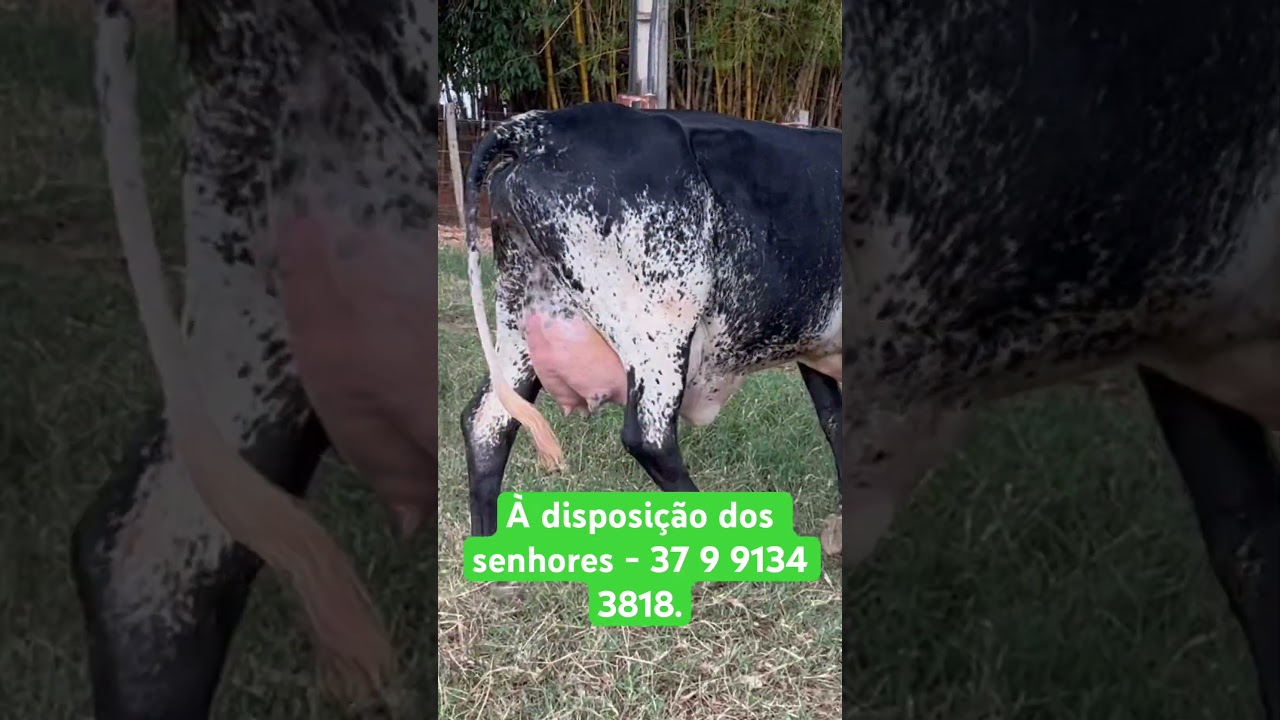 Novilhas de FIV prenhes de embri&atilde;o 1/2 sangue