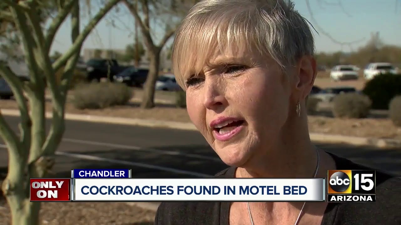 Customers find cockroaches in Chandler Inn Motel room