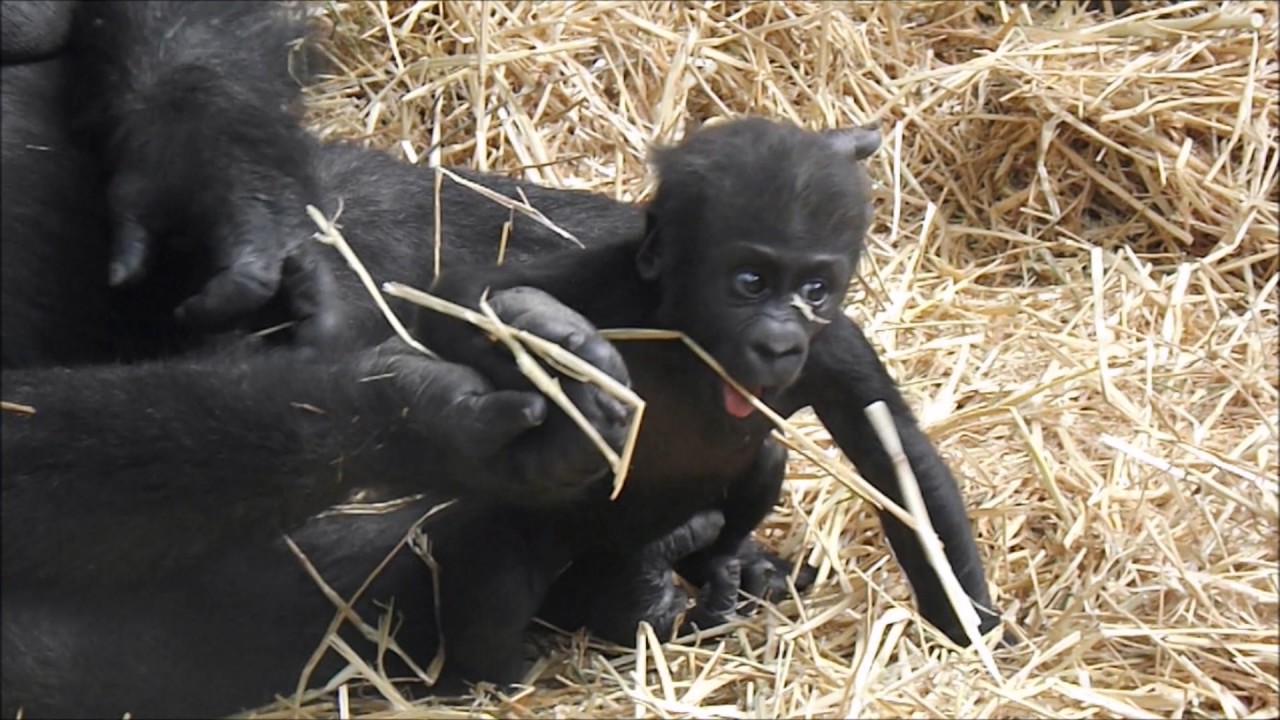 Gorilla baby Shae.