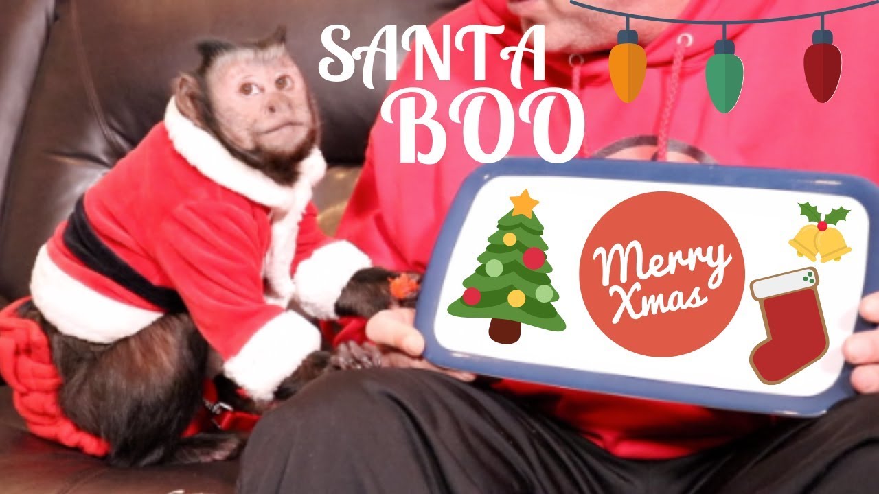 Monkey Santa Unboxes Christmas Gifts!
