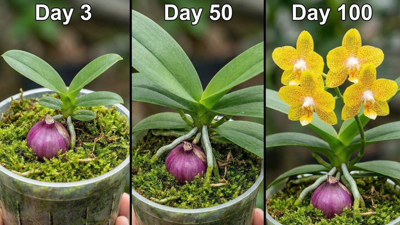 Place a purple onion at the base of an orchid for 100 days! What happened?