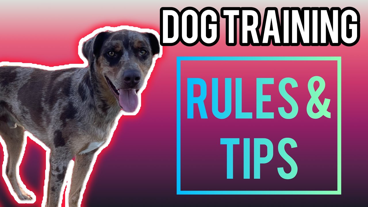 Dog training rules & tips #dog #dogtrainer