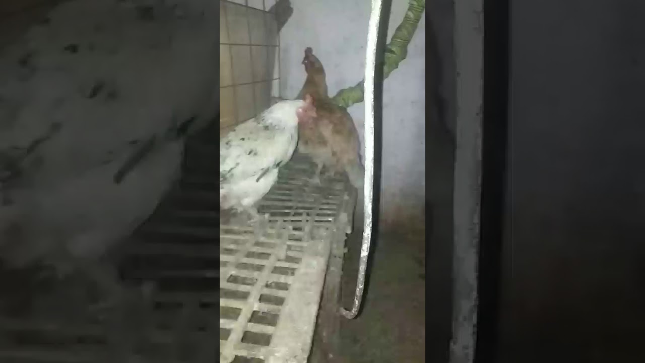 الفرق بين الفراخ البلدى الحر والبلدي المشعر والهجين العالى والفيومى الفضى والفيومي الذهبي
