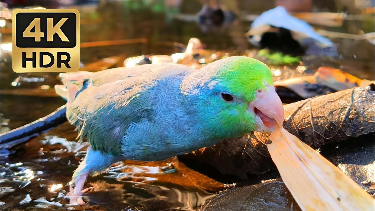 Relaxing Parrot Sounds: Tiny Parrotlet Exploring a Peaceful Creek (1 Hour)