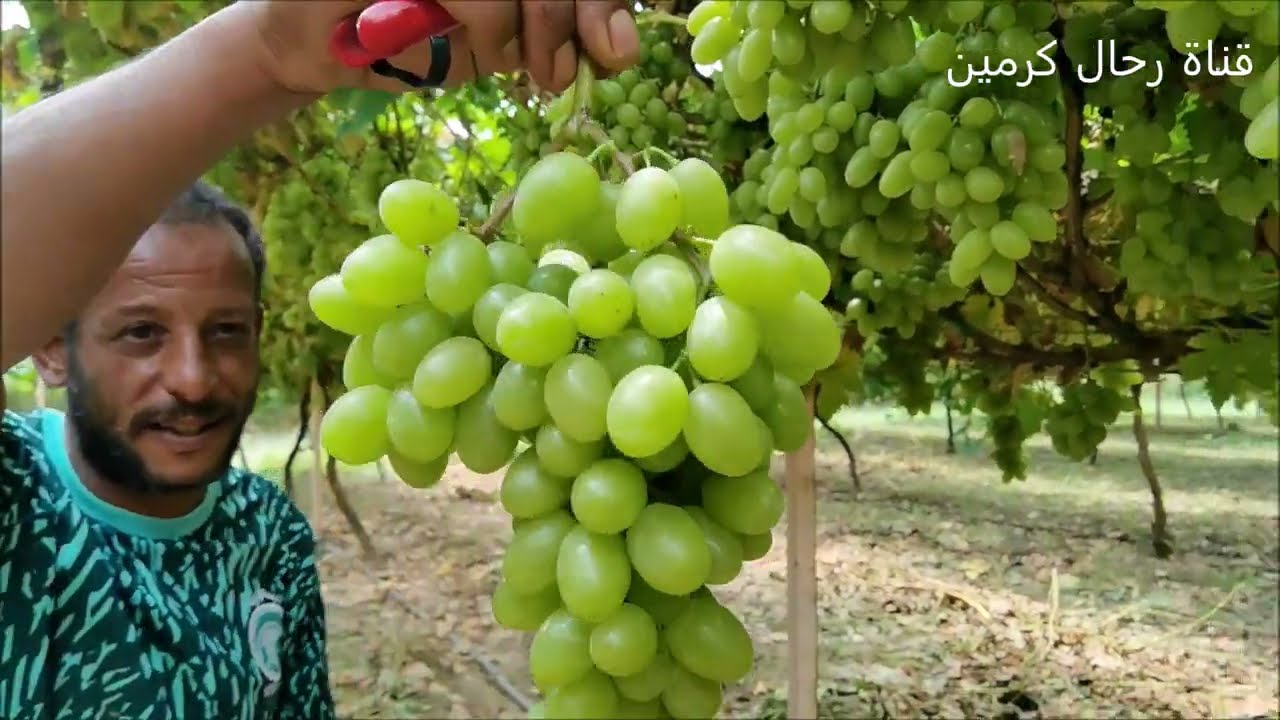 محصول مزارع الخميس للعنب ببني فروة بمنطقة الباحة /1445/2/6 تصوير عبدالله مراد