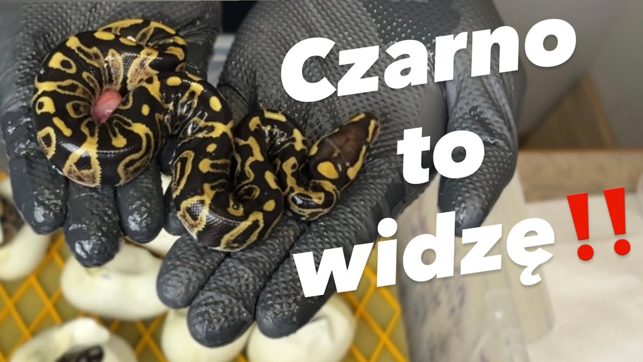 🎬 Pierwsze CIĘCIE JAJ w sezonie 2025! Czy to HET CLOWN?! 🥚🐍 | Hodowla Pytonów Królewskich