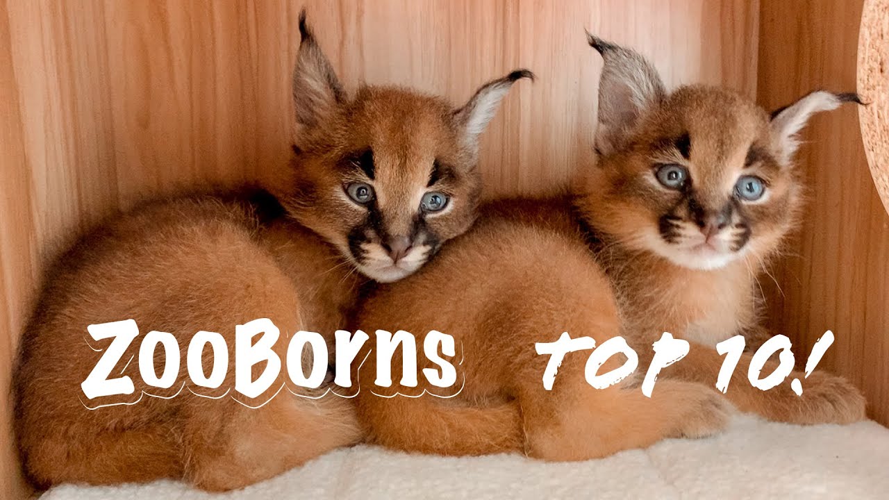 ZooBorns' Top 10 Newest, Cutest Baby Animals (Vol. 5)