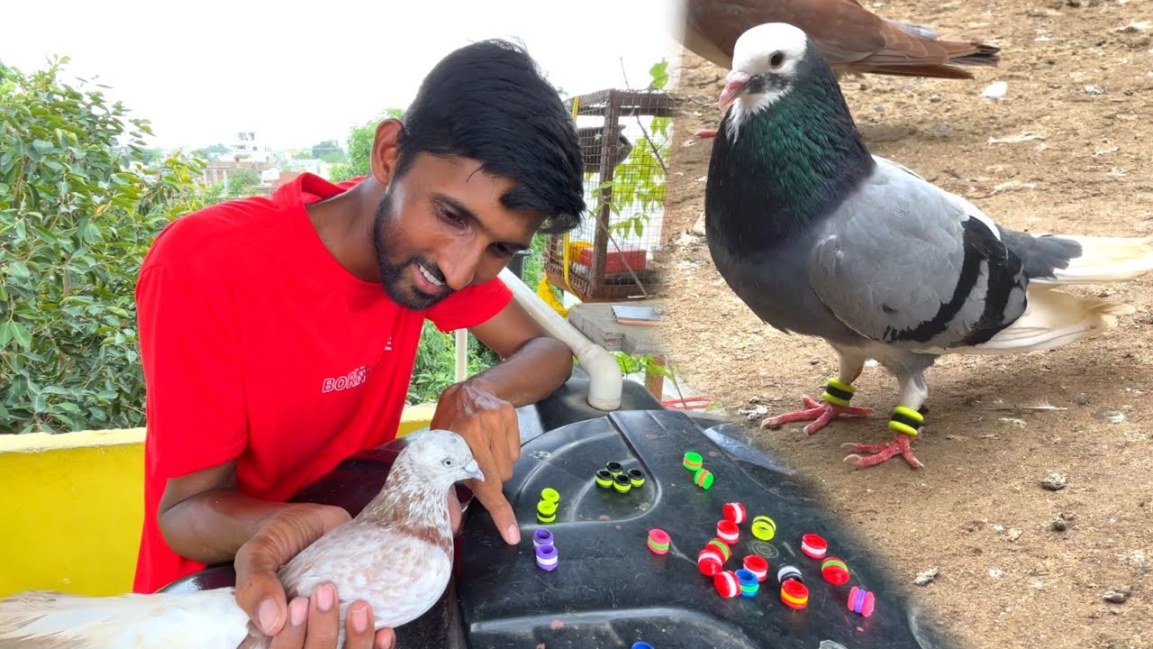 Kabootar Ke Pair Me Colour Wali Ring Dal Dia 😍