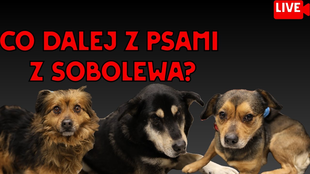 Co dalej z psami ze schroniska Happy Dog? Live #Dioz #info #help 