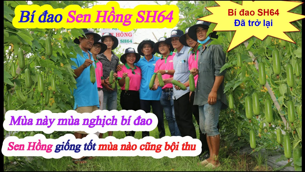 Bí đao Sen Hồng SH64, Tại Gò Công Tây - Tiền Giang, Tháng 5/2022