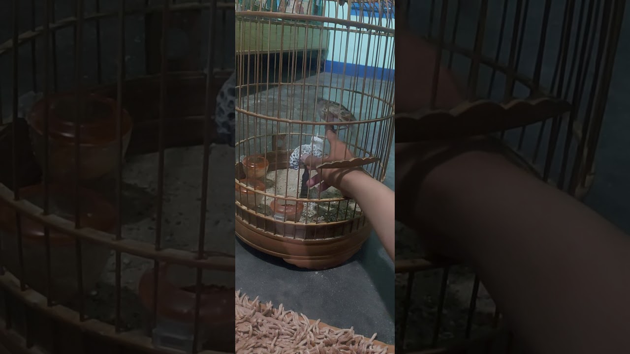 cách thuần bổi sơn ca mới về...kinh nghiệm xương máu đúc kết đc
