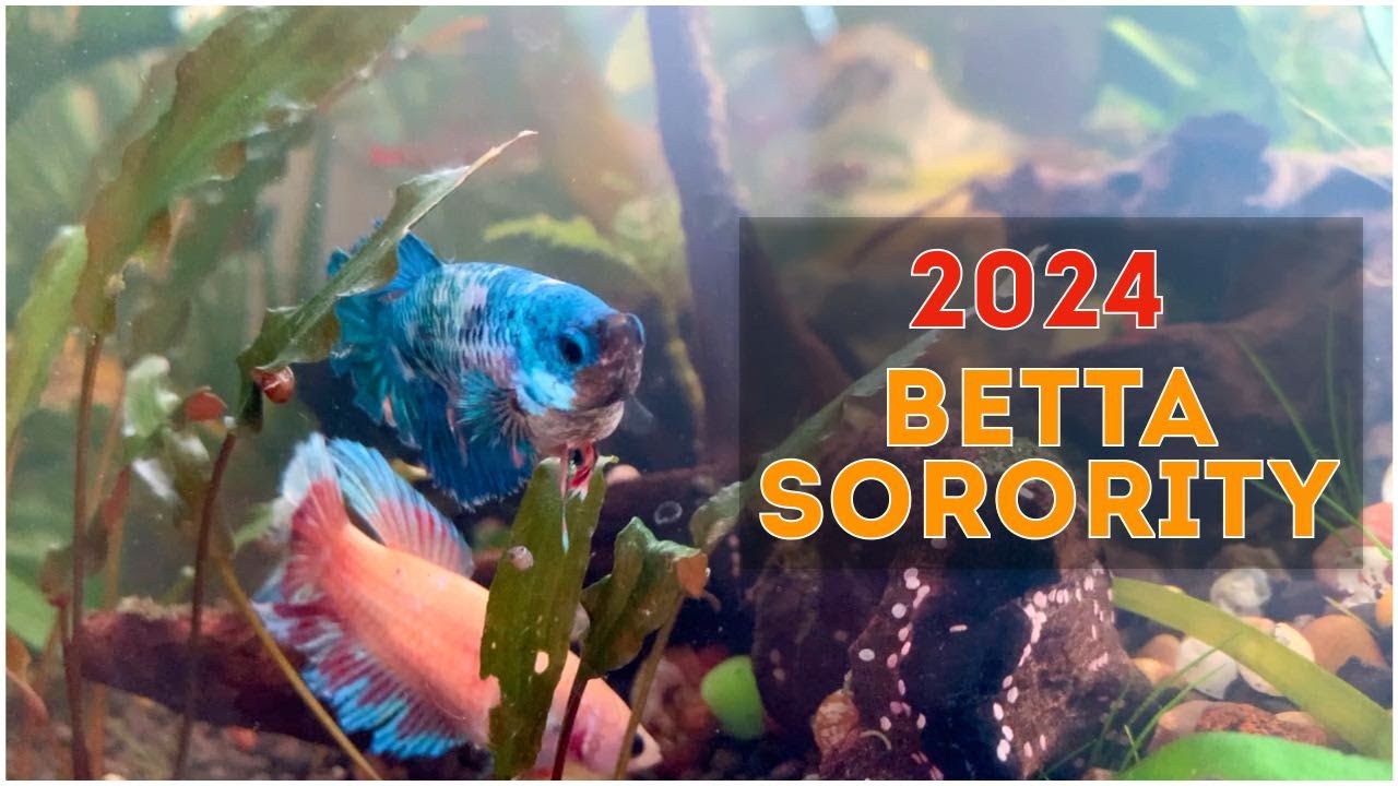 NEW Betta Sorority Tank Setup 2024 (Part 2/2)