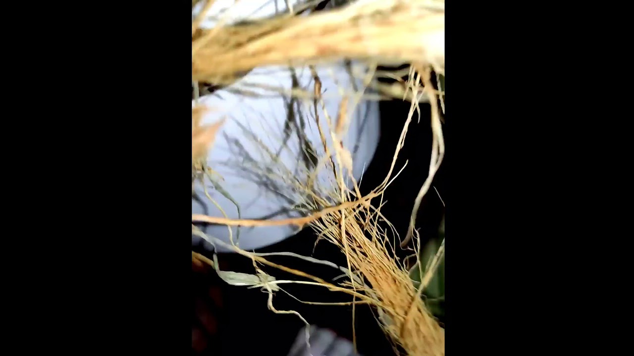 finches baby update | subscribe  for more beautiful upcoming videos | 