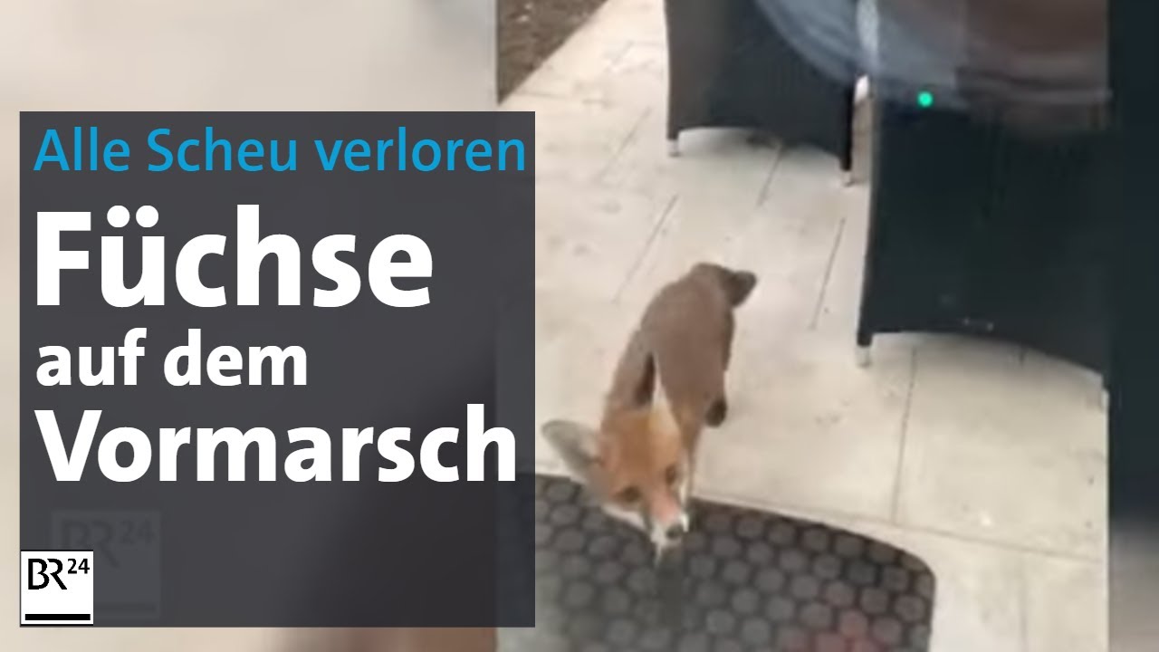Wildtiere ohne Scheu: Füchse auf dem Vormarsch | Abendschau | BR24