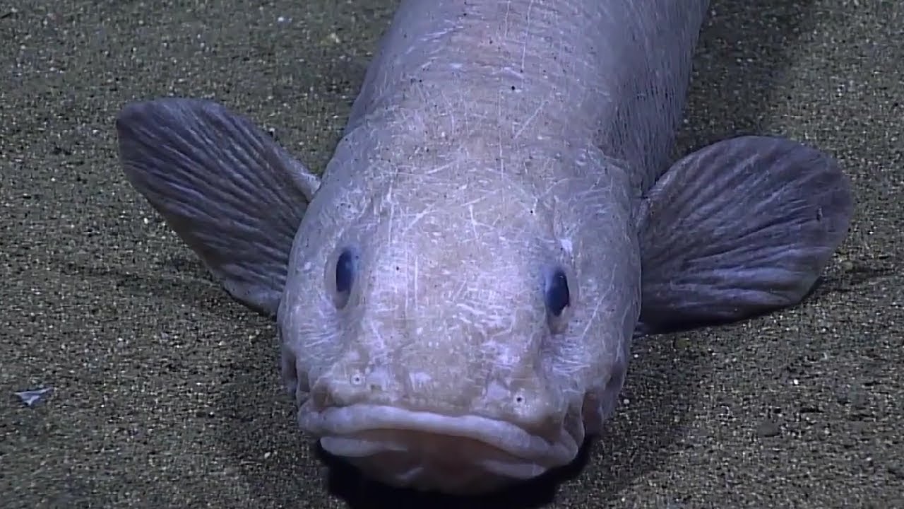 Facts: The Eelpout