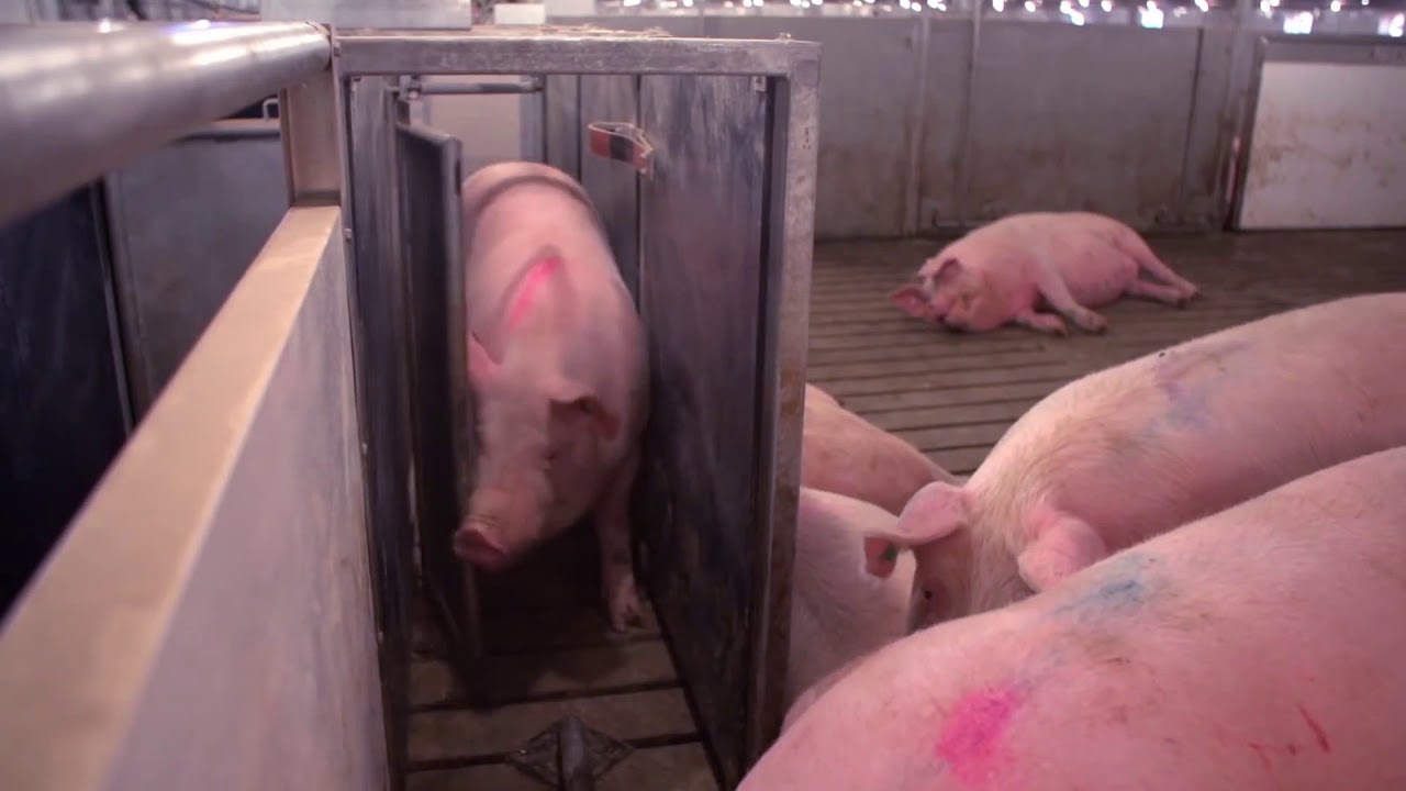 Nedap SowSense 임신 모돈 군사급이 시스템 ESF Electronic Sow Feeding 번역본