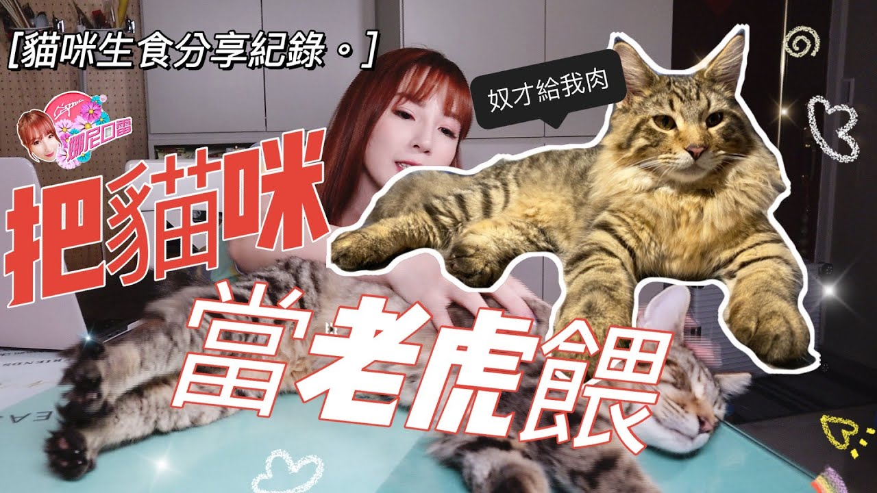 餵貓咪吃生肉會比較健康嗎？！貓咪生食、生牛肉餵養，紀錄與心得分享（緬因貓，溫柔的巨人feat.浣熊弟弟）