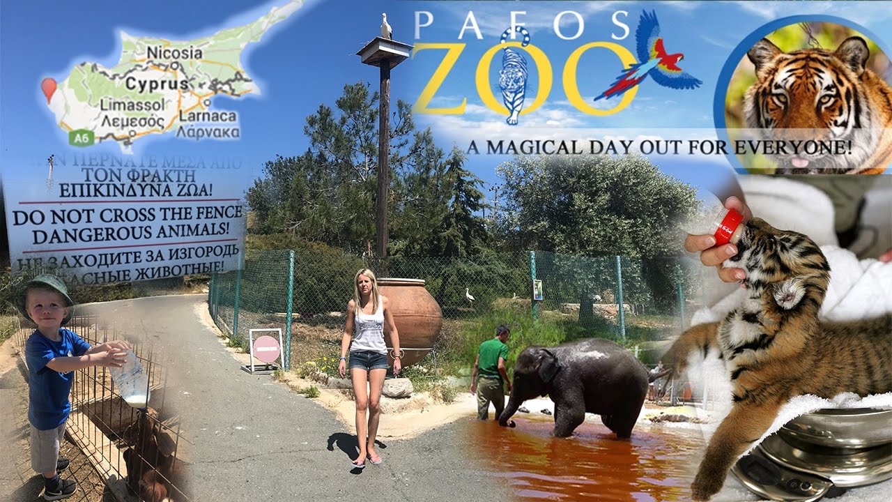 Paphos Zoo - Cyprus !! Baby Tiger Holding :)