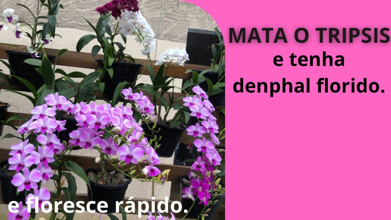 Como matar os tripsis que matam os botões e flores das orquídeas?