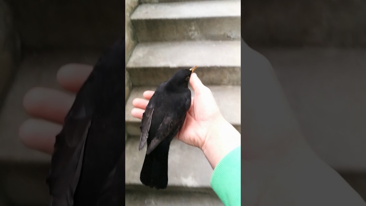 Amsel ist sehr zutraulich Teil 2