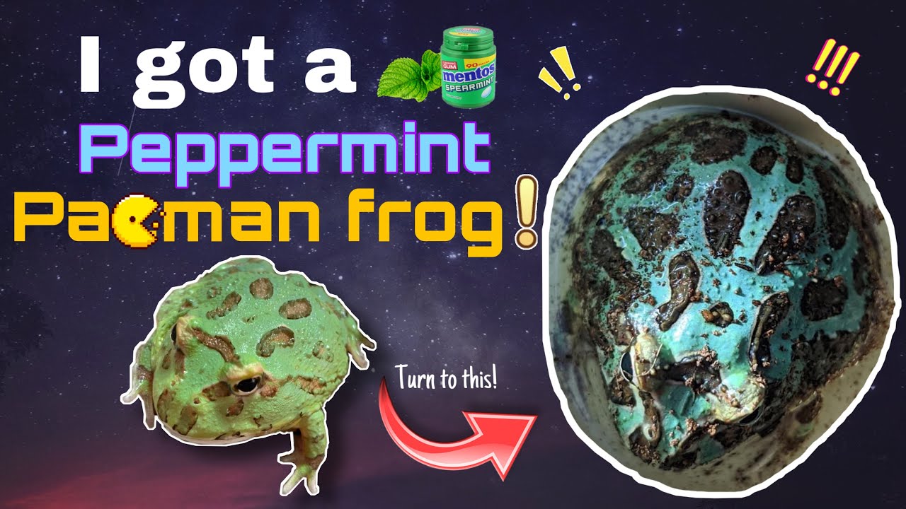 Unboxing a Peppermint Pacman Frog | Spearmint Pacman | Malaysia | Blue Frog | Katak Pacman