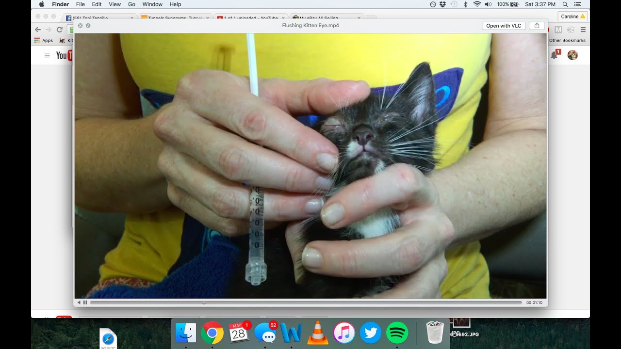 How to clean and flush an infected kitten or cat eye