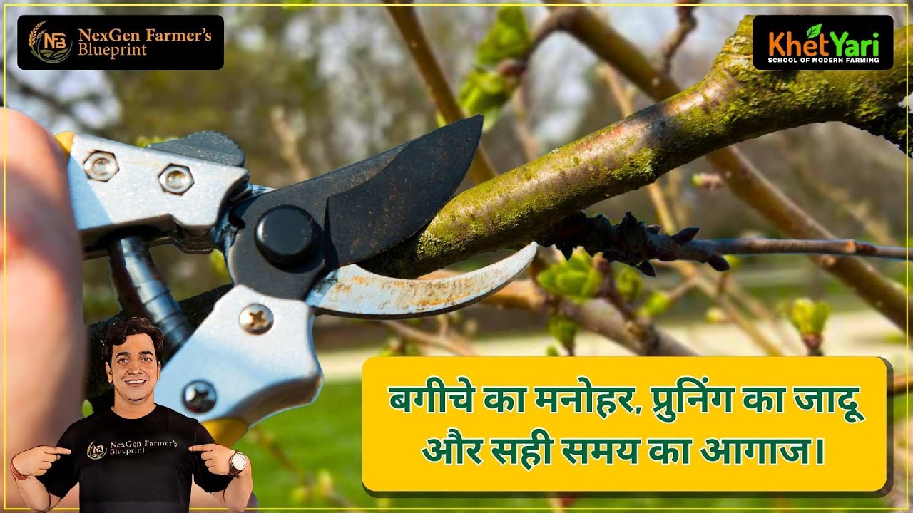 सेब के 25 से 30 साल के पौधों में किस तरह से प्रूनिंग की जाए ?