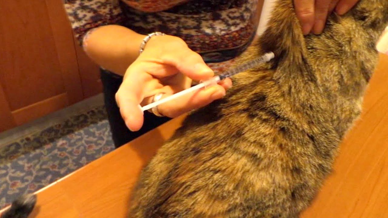 LA PUNTURA AL GATTO UNA COSA MOLTO SEMPLICE DA FARE - INIEZIONE LASIX