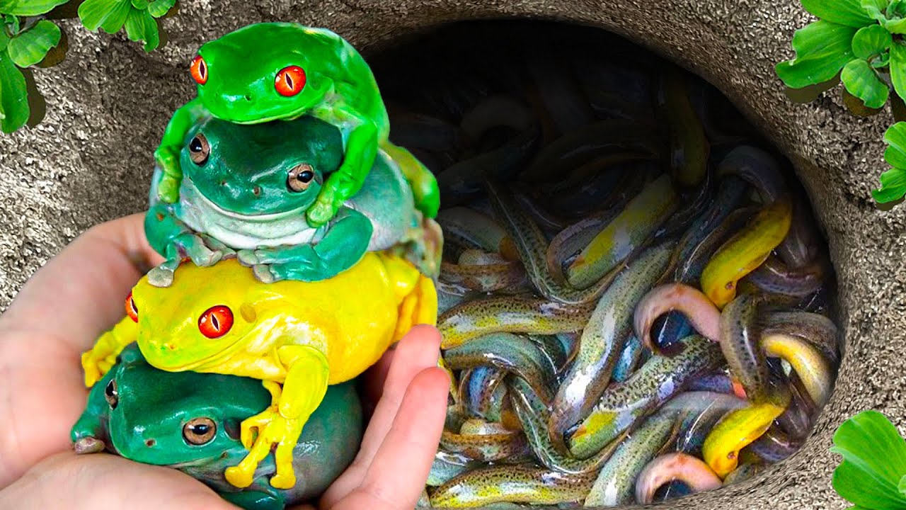 Ловите разноцветных лягушек-пакманов в крошечном пруду, гуппи-драконов, рыбок-карандашей, пецилий...