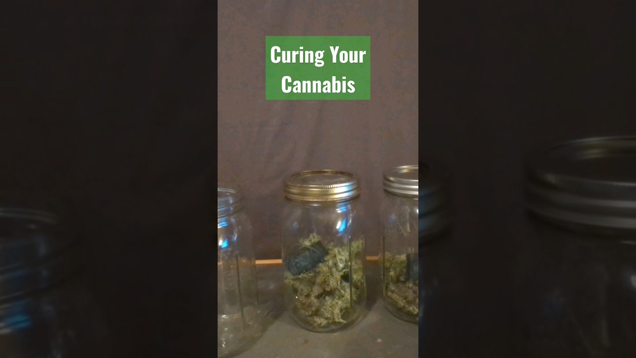 The Best Way to Cure Cannabis | What is Curing Cannabis?