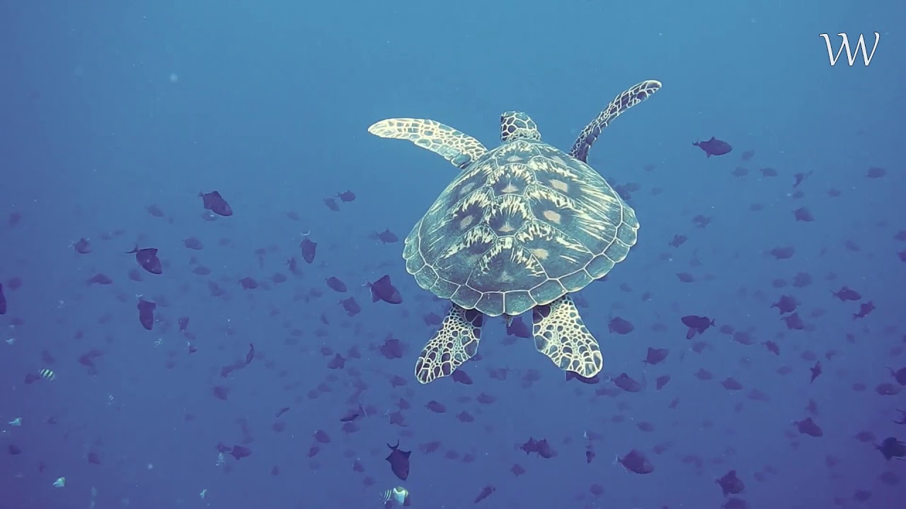 Micro-plastic pollution is destroying our planet - by Viral Wisdom