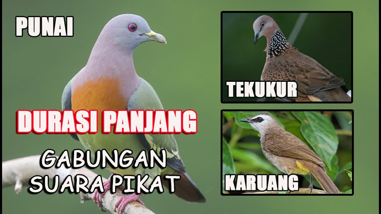 Suara Pikat Burung Punai Tekukur dan Karuang (Mix) || Durasi Panjang