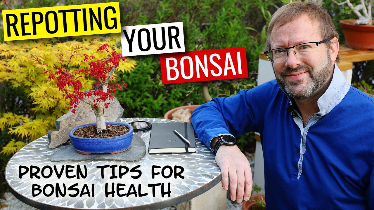 PRO TIPS for healthy repotting  |  How to repot a bonsai tree  |  part 3