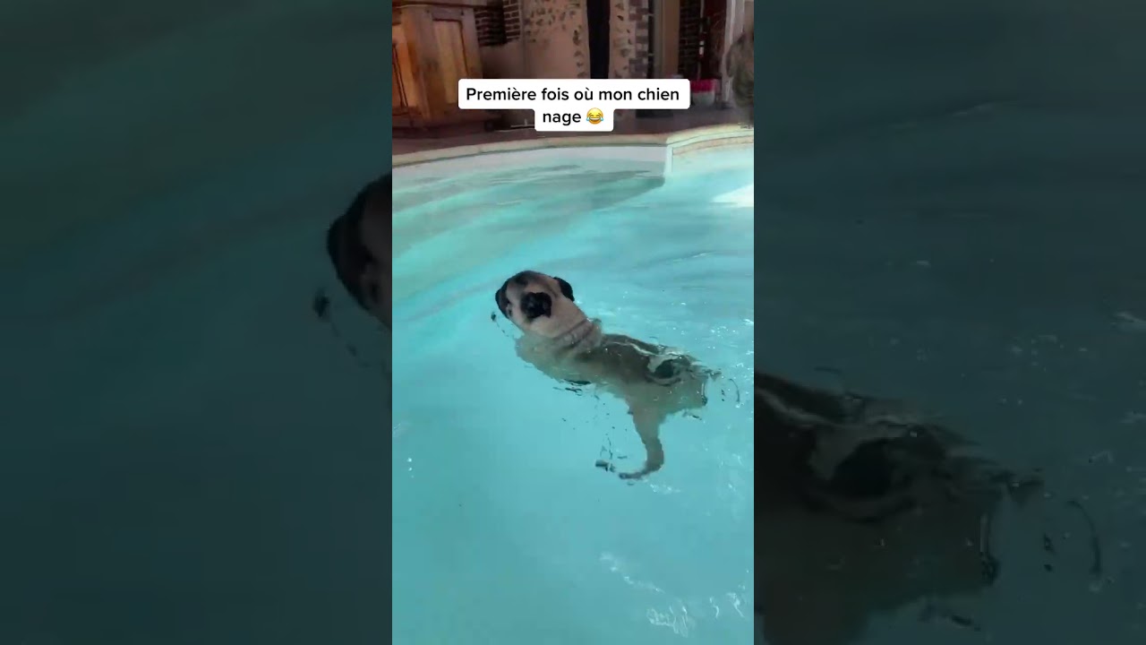 MON CHIEN CE NOIE