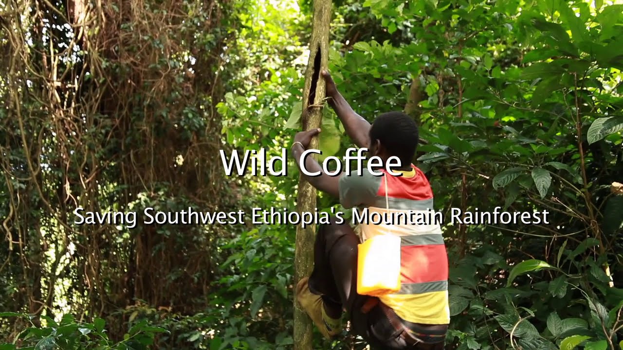 Wild Coffee - Saving Southwest Ethiopia's Mountain Rainforest WCC-PFM Project
