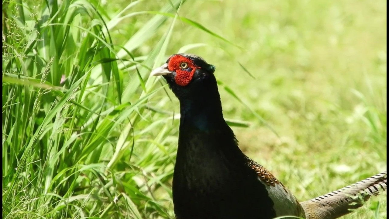 Pheasant in the Open Fieald : A Slow, Graceful Walk